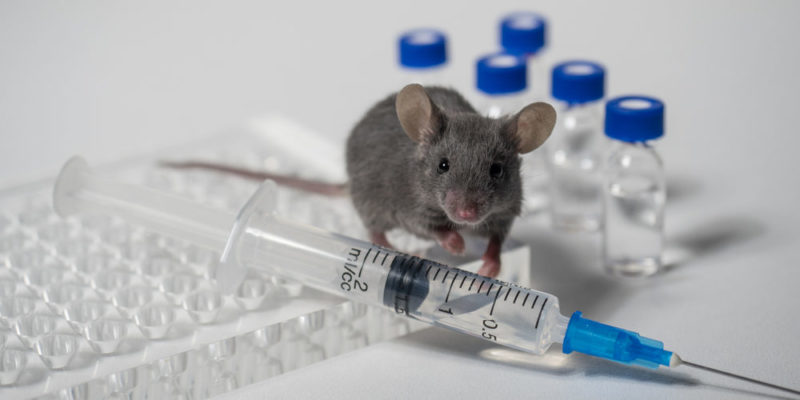 什麼是基因改造生物？概念、如何分類、如何獲得、優缺點和例子