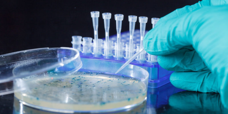 什麼是基因改造生物？概念、如何分類、如何獲得、優缺點和例子
