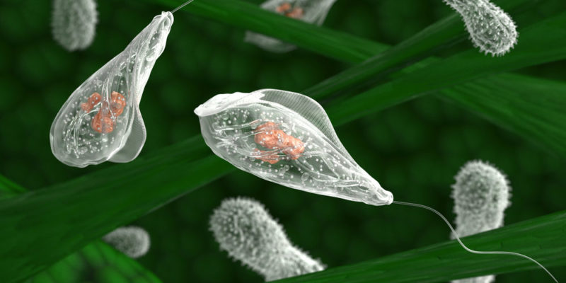 什麼是多細胞生物？概念、起源及其特徵、重要功能和範例