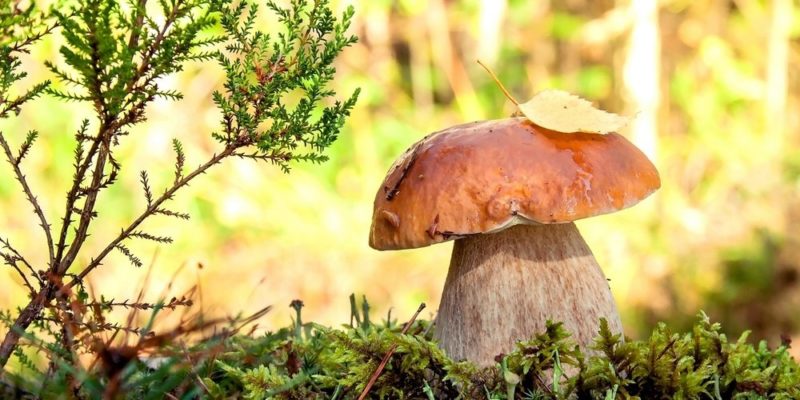 什麼是多細胞生物？概念、起源及其特徵、重要功能和範例