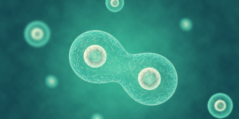 什麼是多細胞生物？概念、起源及其特徵、重要功能和範例