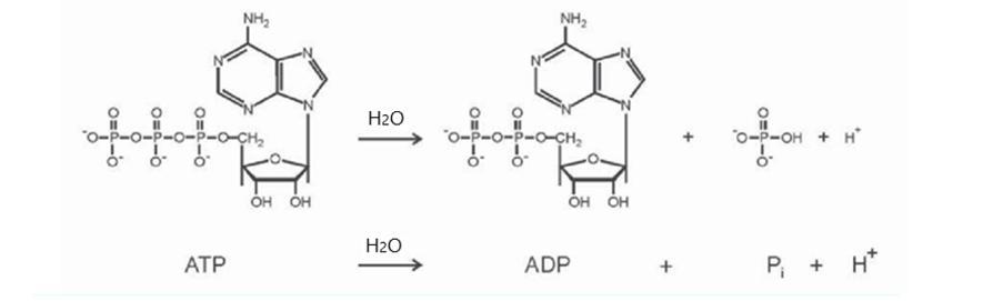 什麼是 ATP？概念、用途以及分子產生、糖解作用、克雷布斯循環和氧化磷酸化