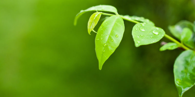 什麼是單細胞生物？概念、特徵、分類、重要性和範例
