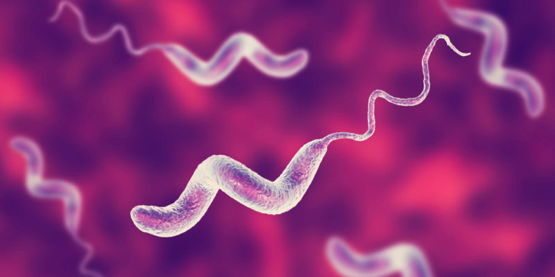 什麼是單細胞生物？概念、特徵、分類、重要性和範例