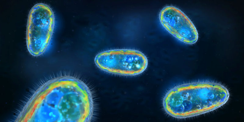 什麼是單細胞生物？概念、特徵、分類、重要性和範例