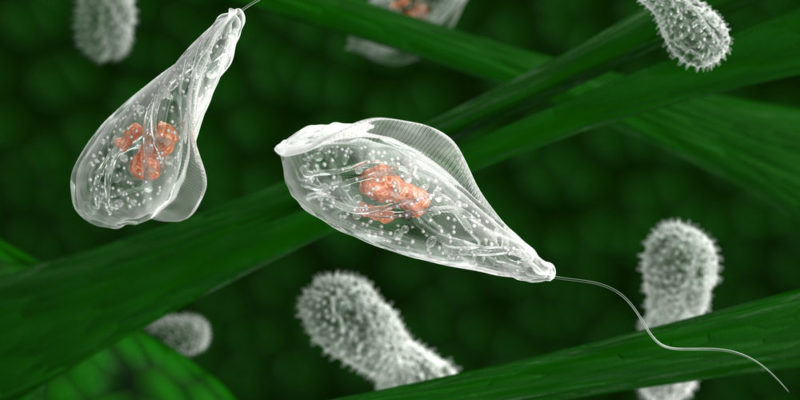 什麼是生物界？概念、物種群體歷史和特色