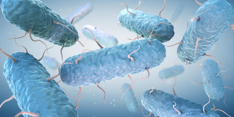 什麼是生物界？概念、物種群體歷史和特色
