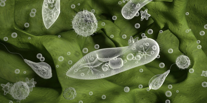 什麼是原生生物界？概念、特徵、分類、營養、繁殖和例子