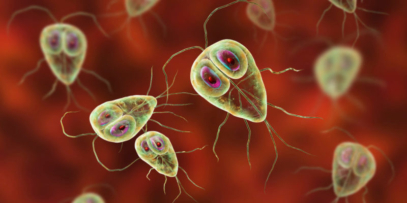 什麼是原生生物界？概念、特徵、分類、營養、繁殖和例子