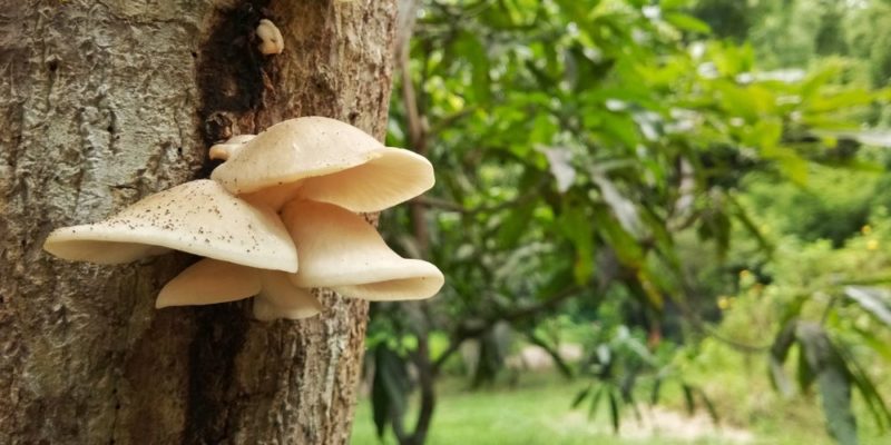 什麼是真菌王國？概念、特徵、分類、營養、繁殖和例子