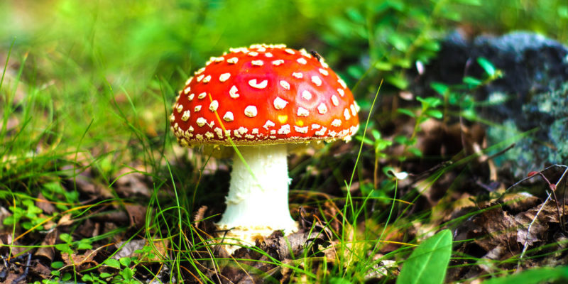 什麼是真菌王國？概念、特徵、分類、營養、繁殖和例子