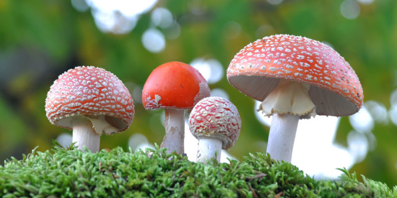 什麼是物種？概念、起源、關係、物種類型、瀕危物種和例子
