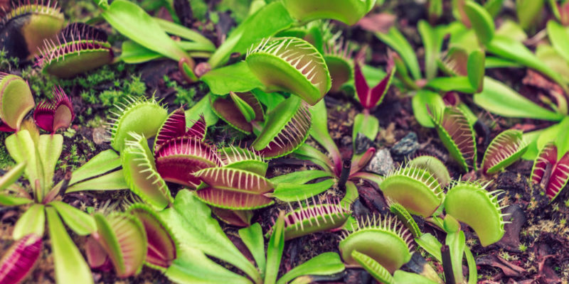 什麼是植物界？概念、特徵、分類、營養、繁殖和例子