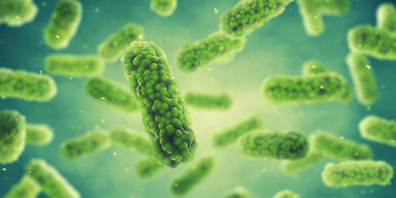 什麼是分解生物？概念、特徵、存在類型、生態重要性和例子