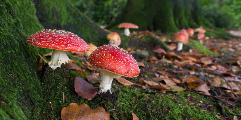 什麼是分解生物？概念、特徵、存在類型、生態重要性和例子