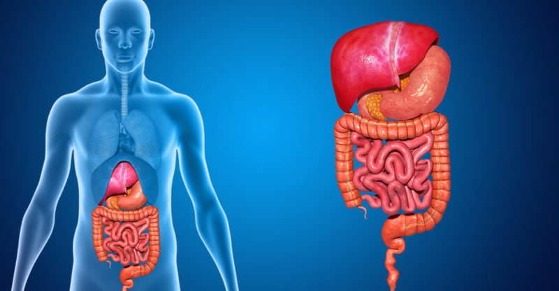 生物學中的系統是什麼？概念、特徵、裝置和系統差異