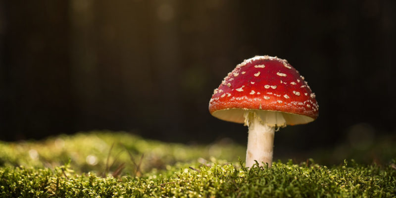 什麼是異種現像？概念、生物關係的例子和共生主義
