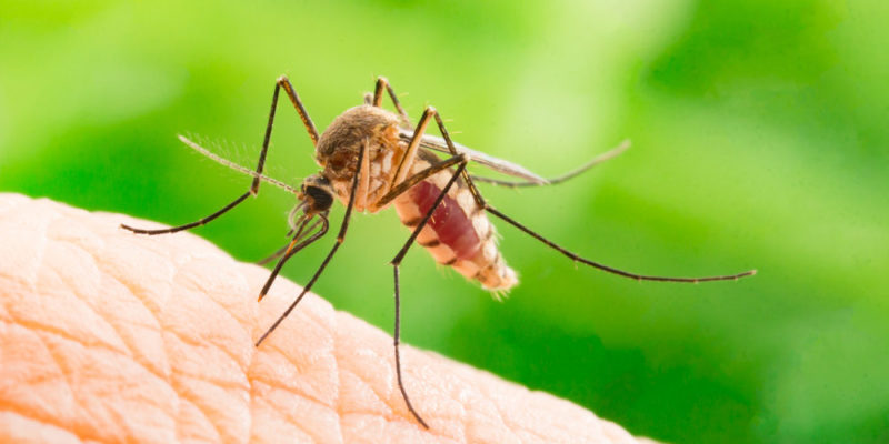 什麼是生物學中的能力？概念、舉例、表面能力、互利共生和掠奪定義