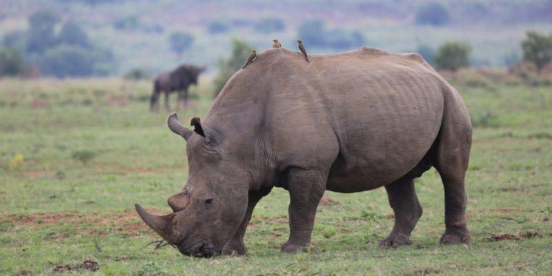 什麼是生物學中的能力？概念、舉例、表面能力、互利共生和掠奪定義
