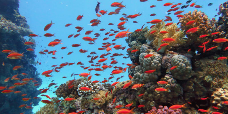 生物學中的群體是什麼？概念、特徵、分類和舉例