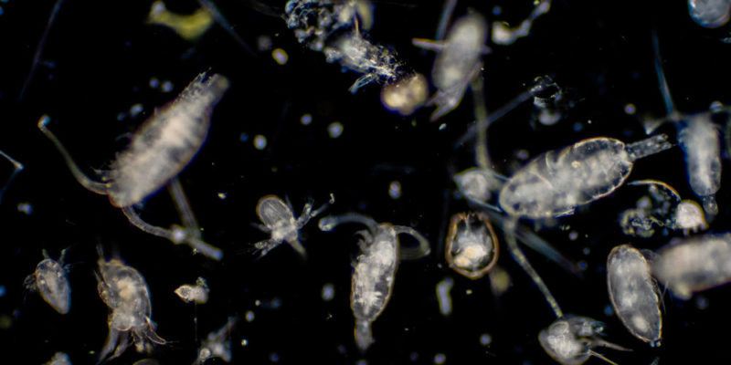 什麼是浮游植物？概念、如何進食、重要性、與浮游動物的區別