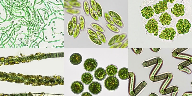 什麼是浮游植物？概念、如何進食、重要性、與浮游動物的區別