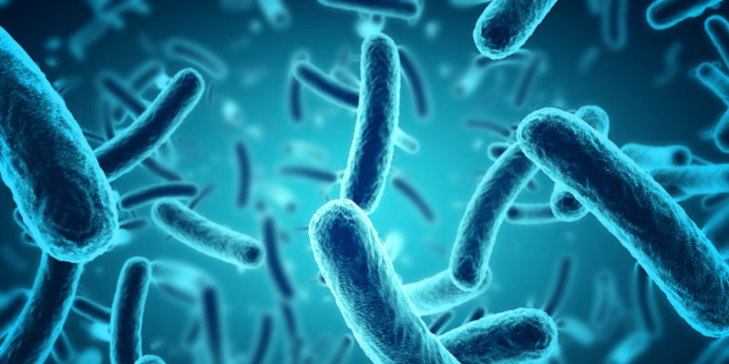 什麼是生物領域？概念、特徵、主要功能