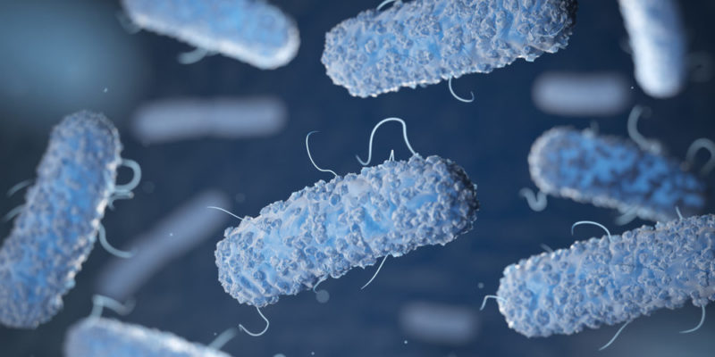 什麼是微生物？概念、特徵和分類