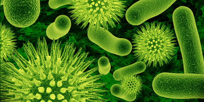 什麼是微生物？概念、特徵和分類