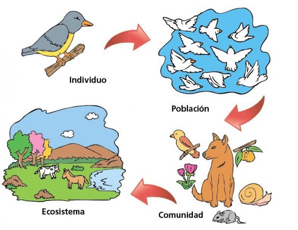 生物學中的個體是什麼？概念、特徵和例子