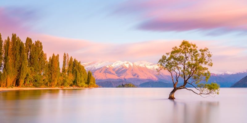 生物學中的個體是什麼？概念、特徵和例子