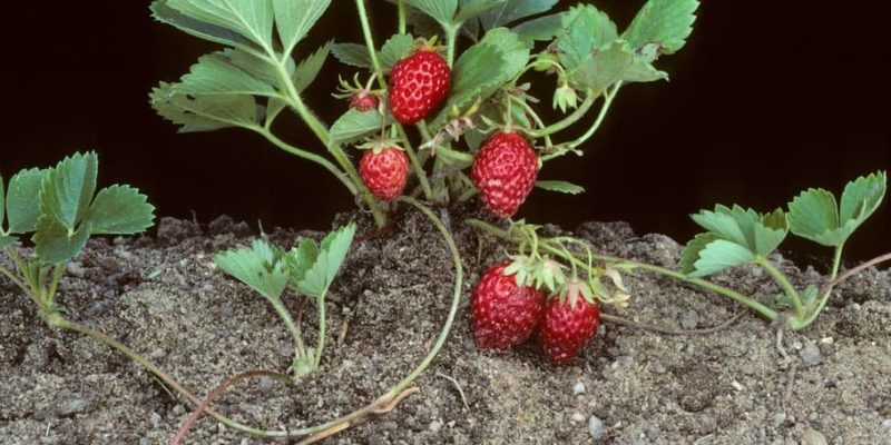 什麼是植物？概念、分類、部位、繁殖和其他特徵