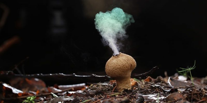 真菌如何繁殖？概念、特徵、有性生殖和無性繁殖如何