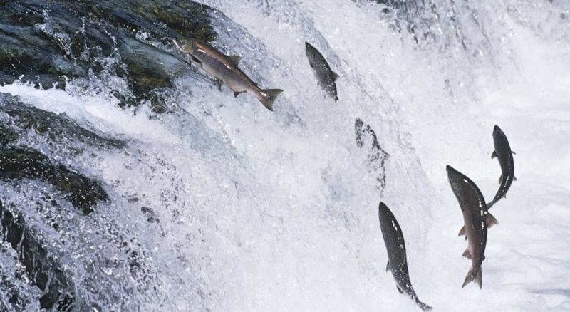 魚如何以卵生、胎生和卵胎生方式繁殖。什麼是生殖遷移