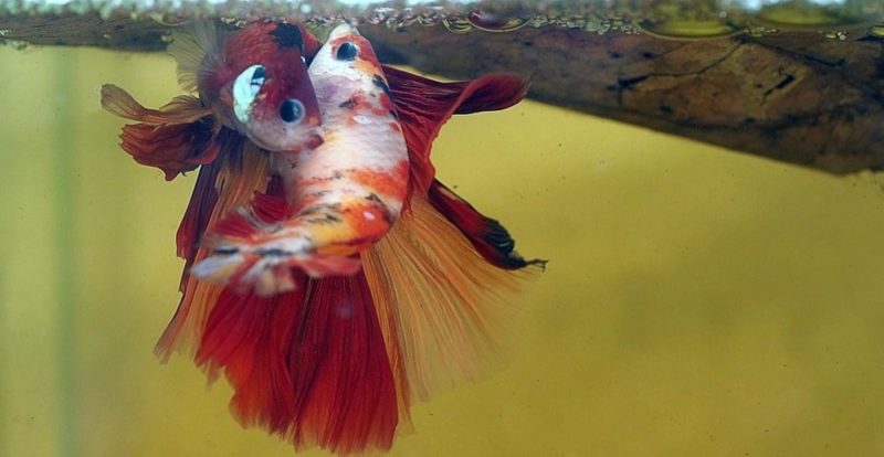 魚如何以卵生、胎生和卵胎生方式繁殖。什麼是生殖遷移