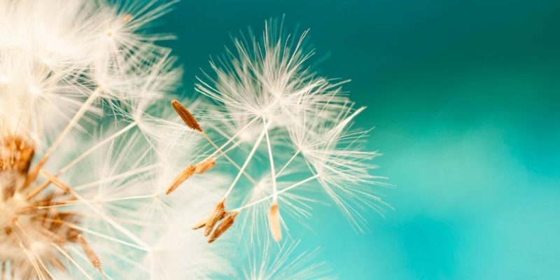 什麼是無性繁殖？概念、存在類型、優點和缺點