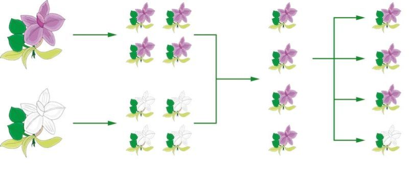 染色體遺傳理論是什麼？概念、特徵和孟德爾定律
