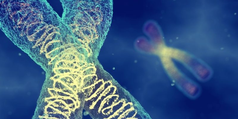 染色體遺傳理論是什麼？概念、特徵和孟德爾定律