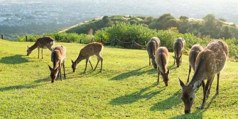 什麼是生產生物？概念、分類和範例、消費者和分解生物