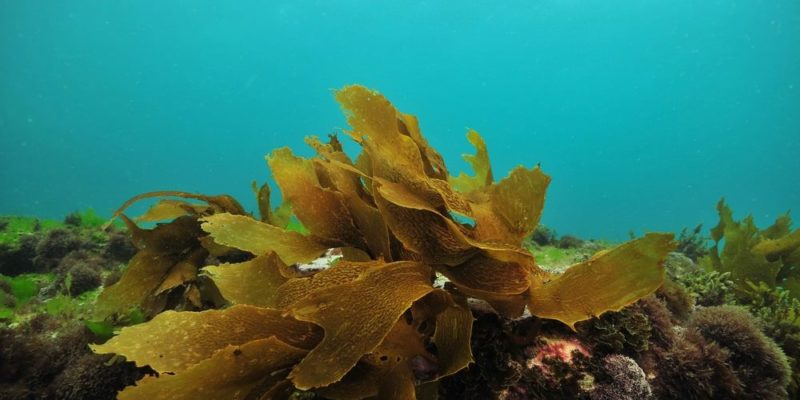 什麼是生產生物？概念、分類和範例、消費者和分解生物