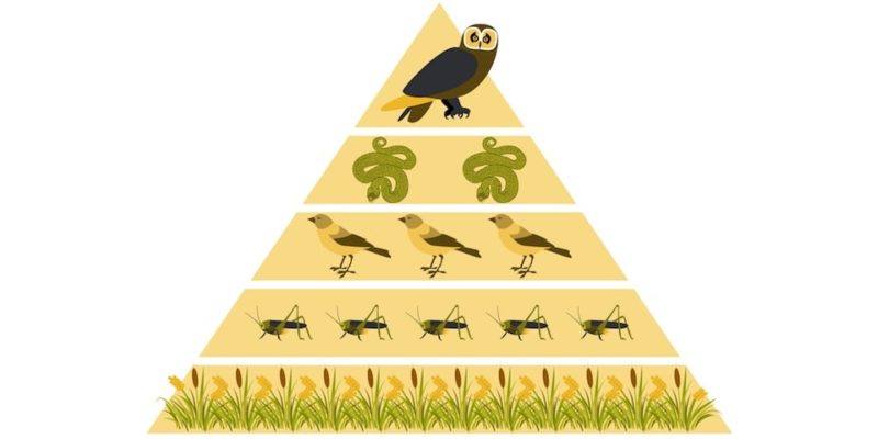 什麼是食物網？概念、特徵、食物鏈的差異