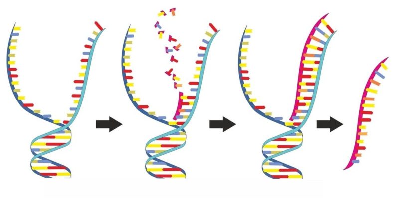 什麼是核酸 DNA 和 RNA？概念、特徵、分子結構、功能以及重要性