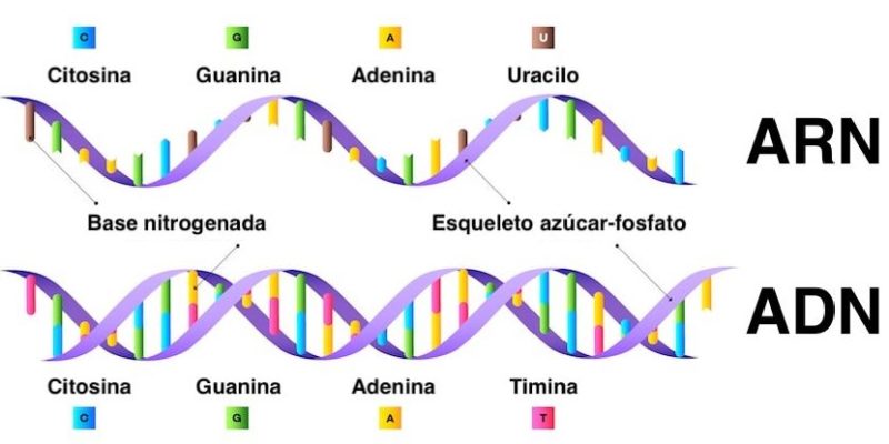什麼是核酸 DNA 和 RNA？概念、特徵、分子結構、功能以及重要性