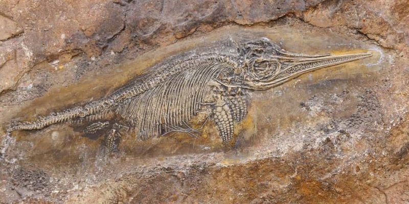 拉馬克的生物演化理論是什麼？概念、特徵、錯誤和成功