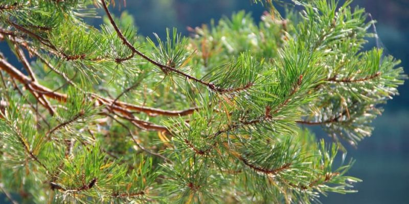 什麼是針葉林？概念、特徵、氣候、植物群、動物群和例子