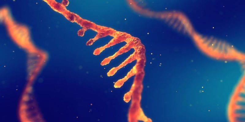  DNA 的結構是什麼？概念、存在類型如何被發現