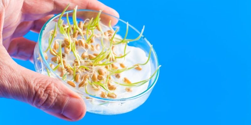 什麼是基因改造生物（GMO）？概念、特徵、優點、缺點以及用途