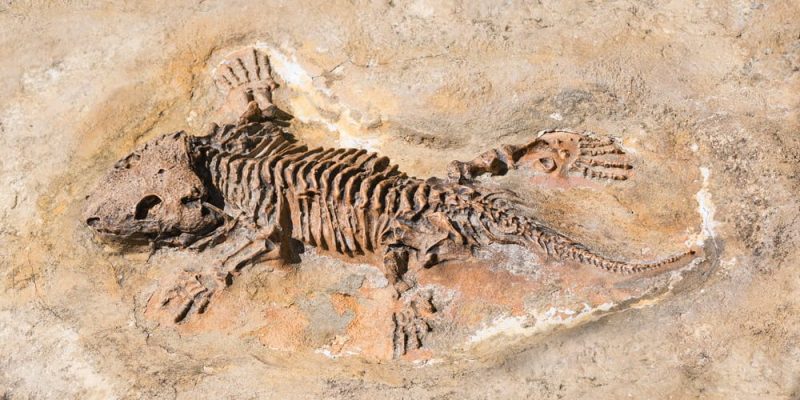 什麼是生物？概念、特徵、與惰性物質的共同特徵