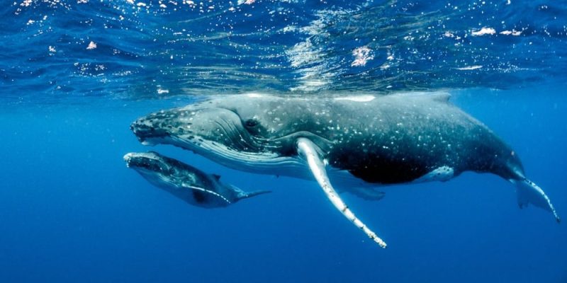 什麼是生物？概念、特徵、與惰性物質的共同特徵