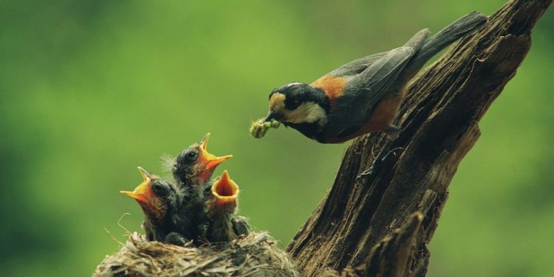 什麼是生物？概念、特徵、與惰性物質的共同特徵
